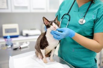 A veterinarian examining a cat. 
