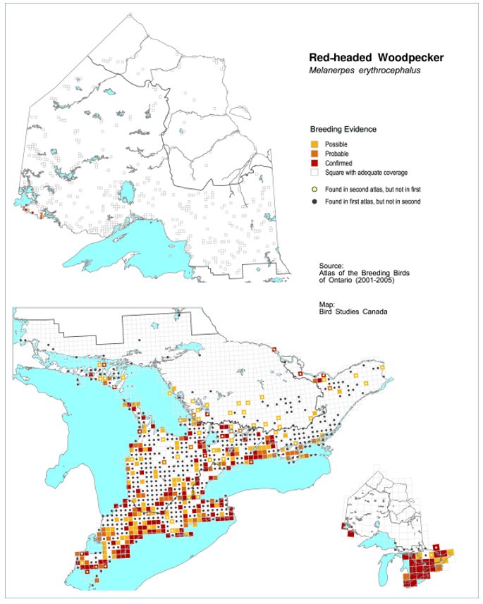 Red-headed Woodpecker breeding evidence in Ontario