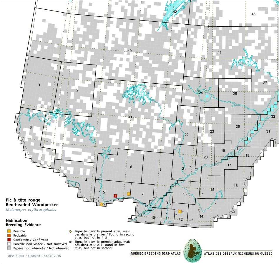 Red-headed Woodpecker breeding evidence in Quebec