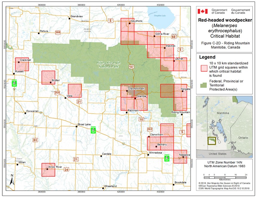 Critical habitat for the Red-headed Woodpecker in Manitoba