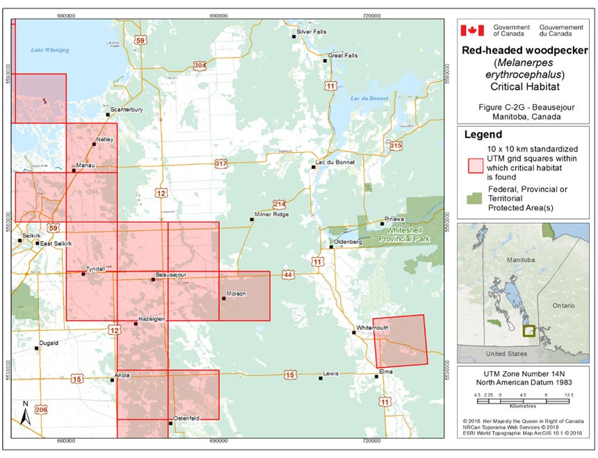 Critical habitat for the Red-headed Woodpecker in Manitoba