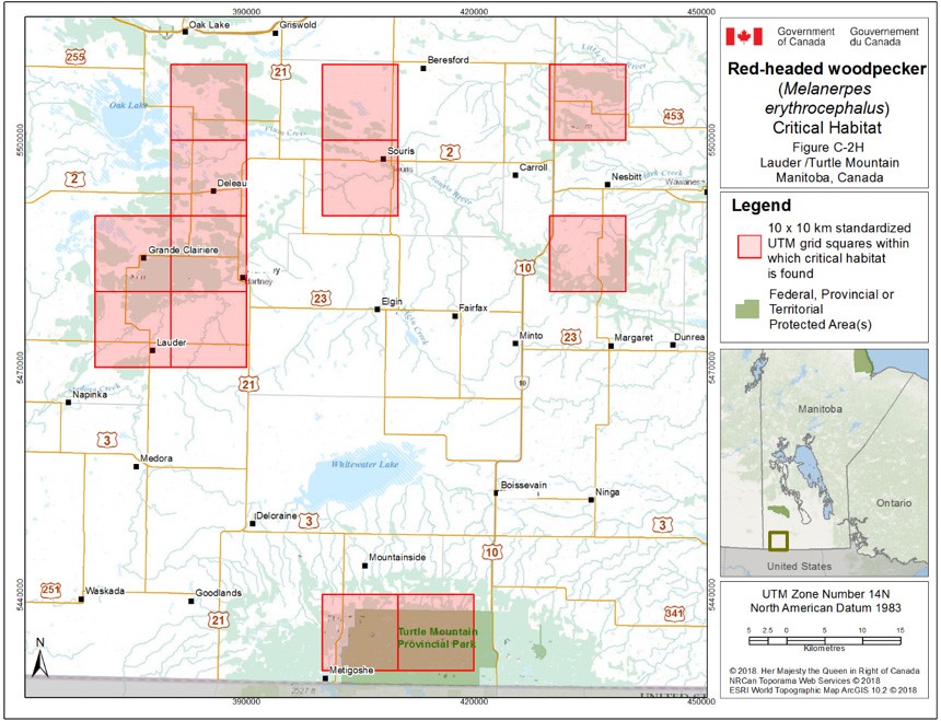 Critical habitat for the Red-headed Woodpecker in Manitoba