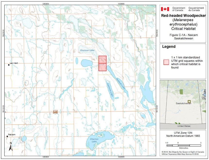 Critical habitat for the Red-headed Woodpecker in Saskatchewan