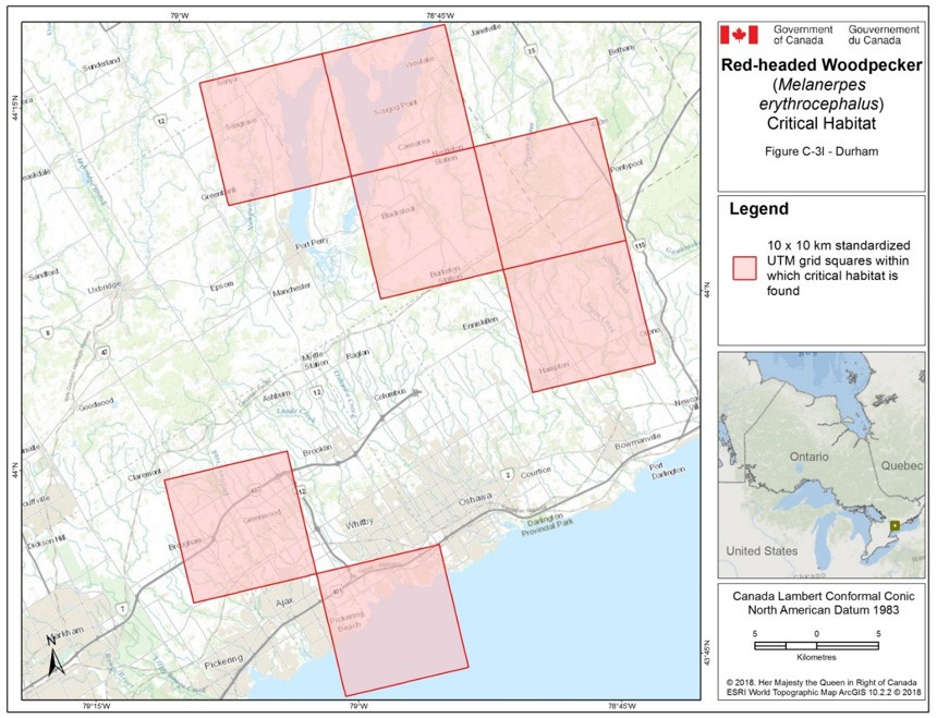 Critical habitat for the Red-headed Woodpecker in Ontario 