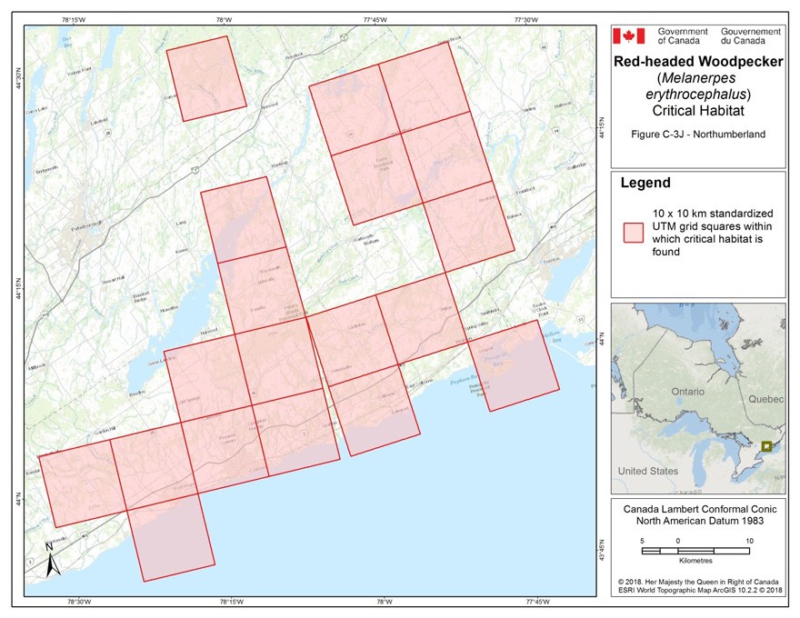 Critical habitat for the Red-headed Woodpecker in Ontario 