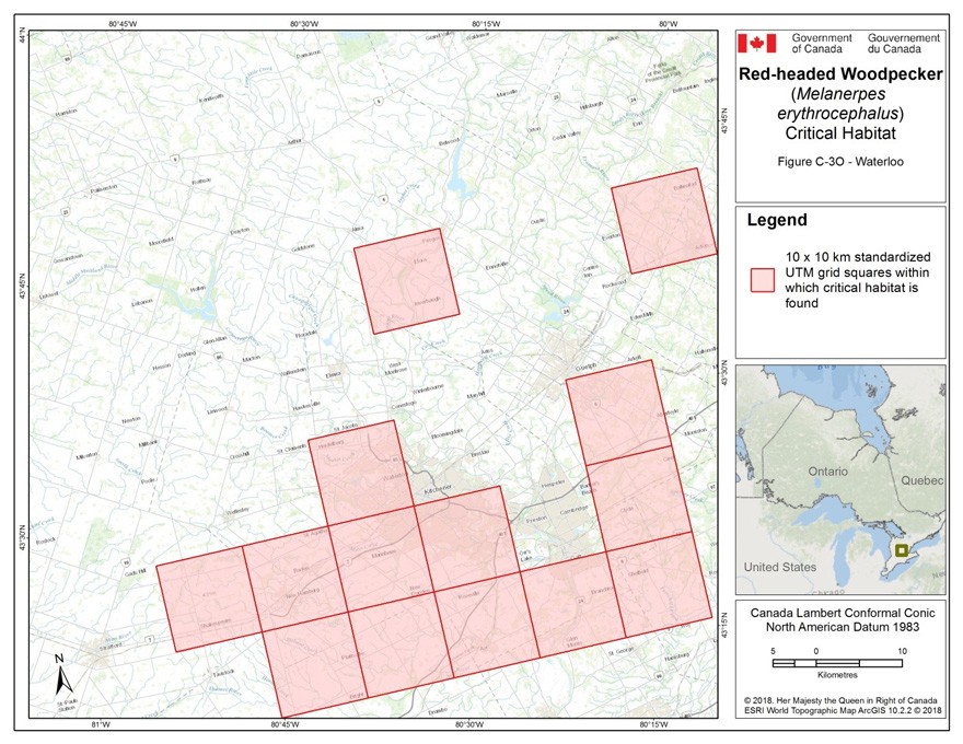 Critical habitat for the Red-headed Woodpecker in Ontario 