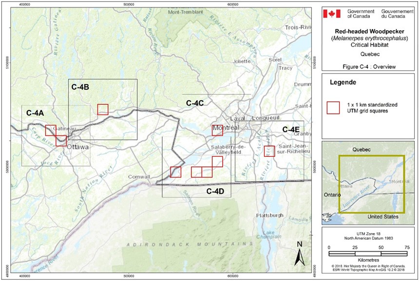 Critical habitat for the Red-headed Woodpecker in Quebec