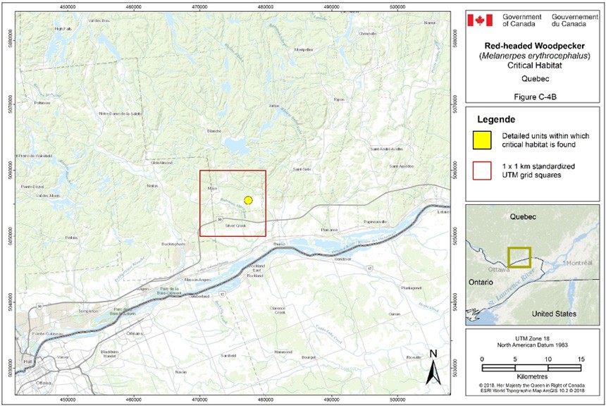 Critical habitat for the Red-headed Woodpecker in Quebec
