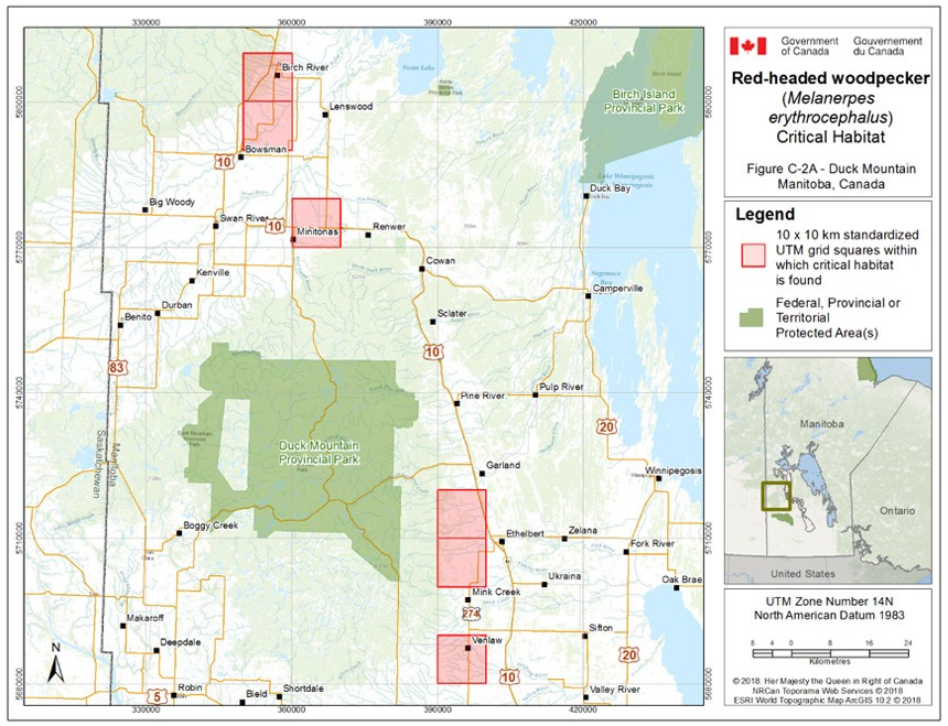 Critical habitat for the Red-headed Woodpecker in Manitoba