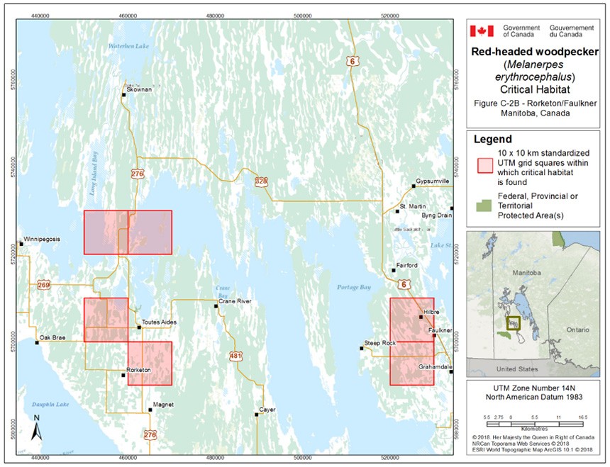 Critical habitat for the Red-headed Woodpecker in Manitoba