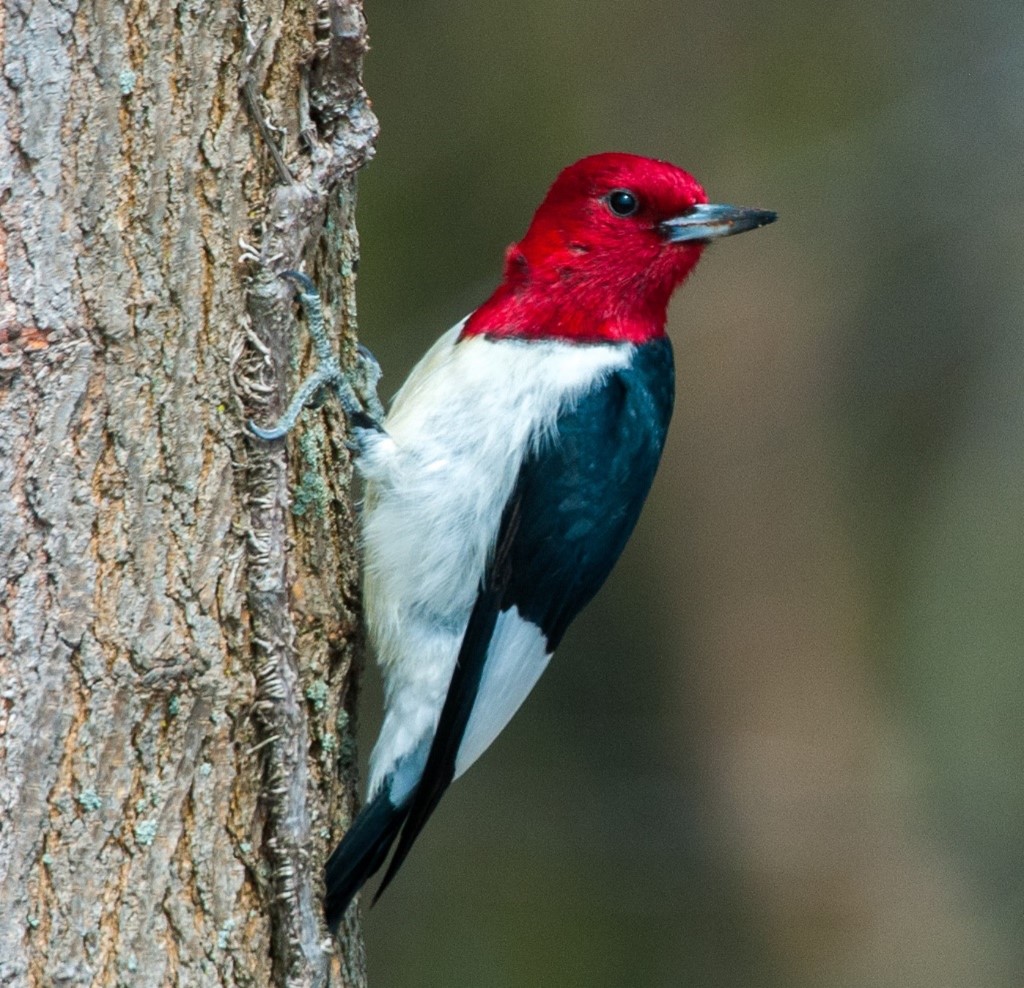 Photo of the Red-headed Woodpecker 