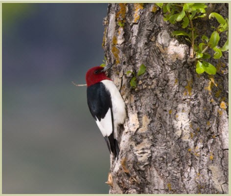 Photo of the Red-headed Woodpecker 