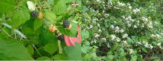 Brambles (Rubus spp.)
