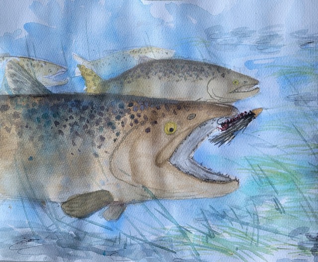 Watercolour painting of a Chinook salmon chasing a lure with 3 other salmon following behind with a blue background and some grasses.