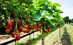 A field of strawberries.