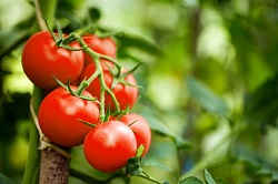Red ripe heirloom tomatoes grown in field.