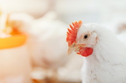 White broiler chickens on a farm.