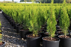 Nursery and seedling plants.