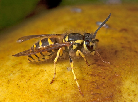 A yellow and black marked yellowjacket on a piece of ripe fruit. These wasps are large, social insects that grow to approximately 1 to 2.5 centimetres (0.5 - 1 inches) in length.