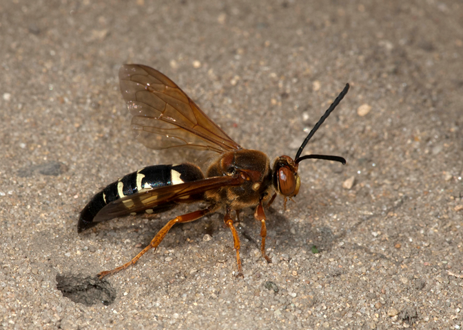 An Eastern Cicada Killer (Sphecius speciose) on pavement. This insect has a dark body with broken bands of yellow on its abdomen. It is a large solitary wasp that can grow to be approximately 1.5 to 5 centimeters (0.6 - 2 inches) in length.
