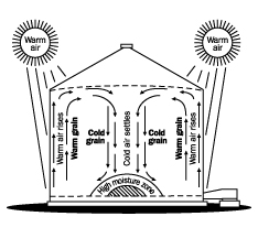 This figure shows a cross-section view of a bin during warm Spring conditions outside and cold grain inside the bin. The bin walls will be warmed by the sun and the air inside the wall will rise. As it moves upward, the air will pick up moisture from the grain. The air will move to the centre of the bin and go down through the centre. The moisture contained in the air will condense on the cold grain located at the bottom of the bin. This could result in spoilage. This convective air movement will continue until the grain is aerated and close to the average outside air temperature.