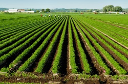 Champ de carottes dans la région du marais Holland.