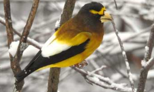 A photograph of a Evening Grosbeak