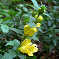 A photograph of Downy Yellow False Foxglove