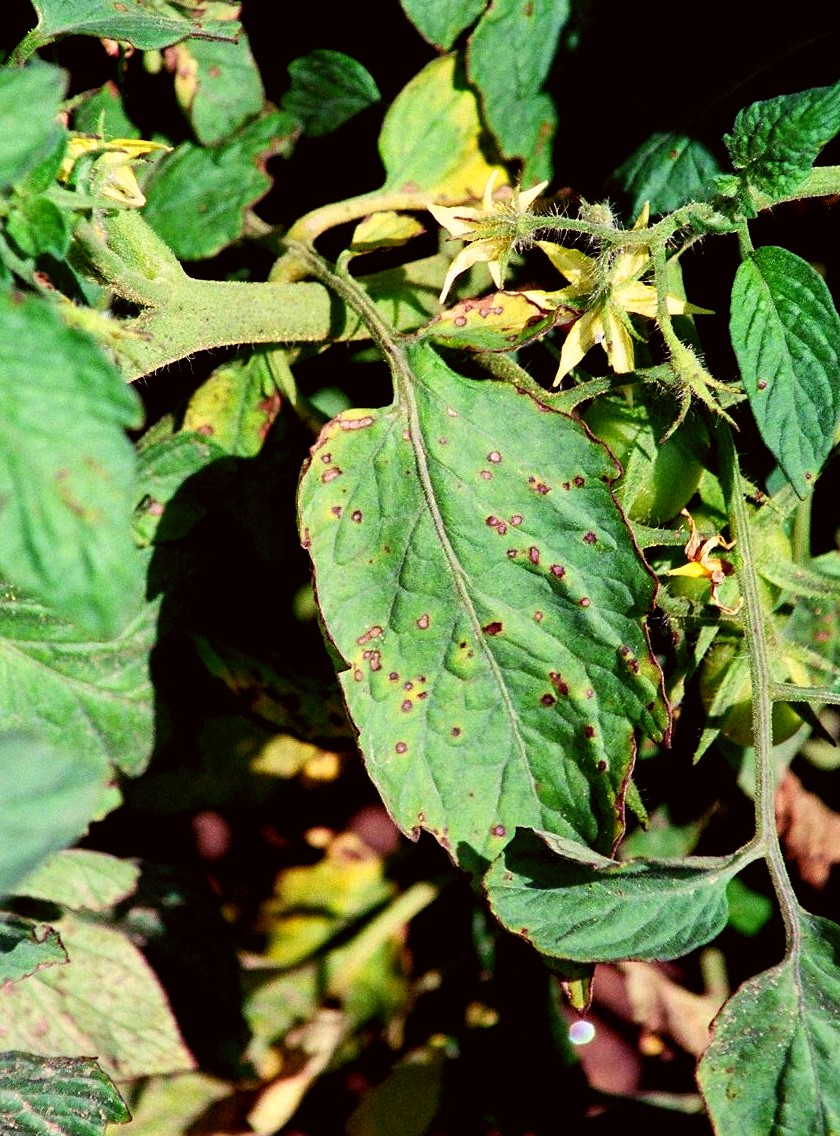 Bacterial spot lesions on tomato leaves