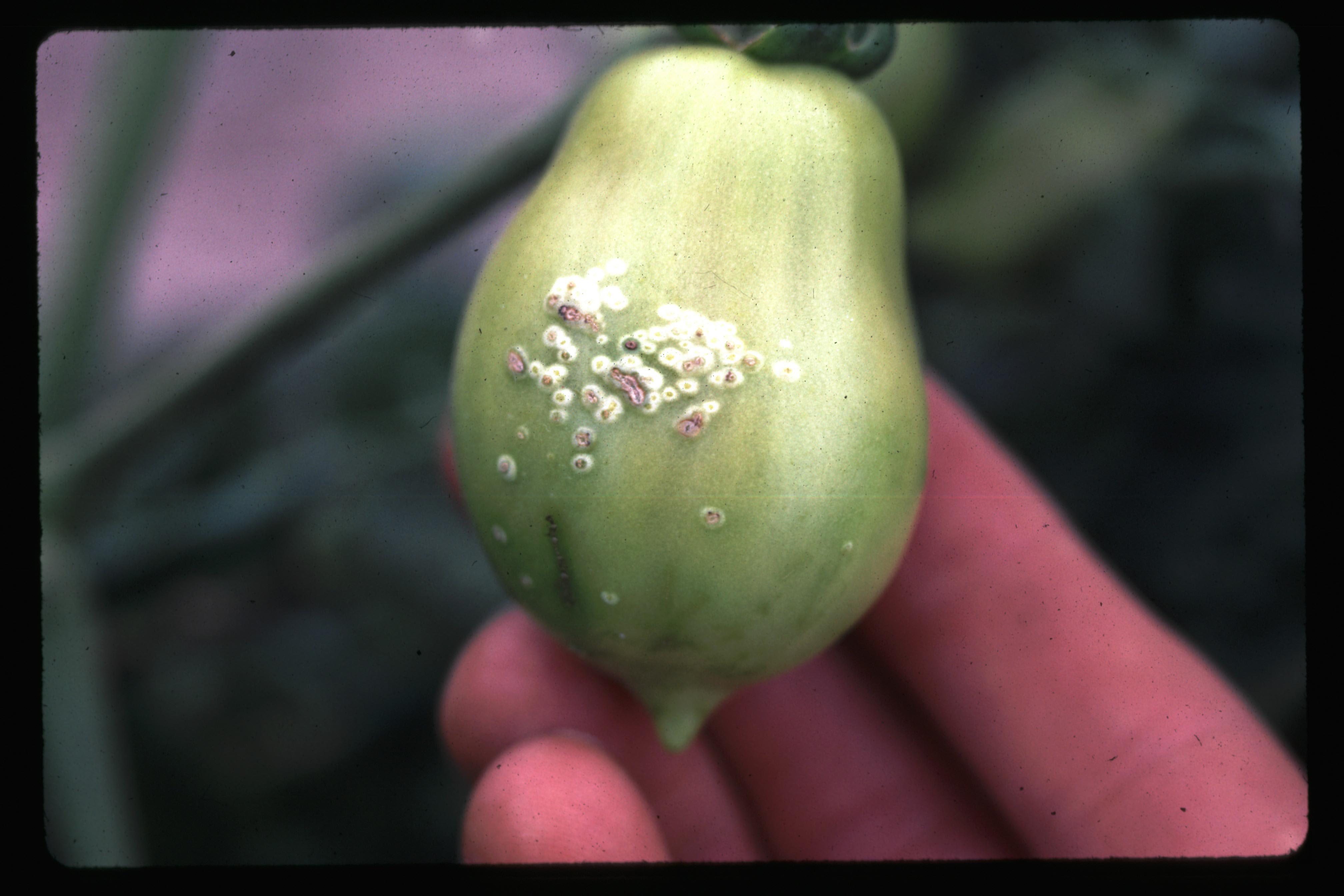 Bacterial canker lesions on tomato fruit