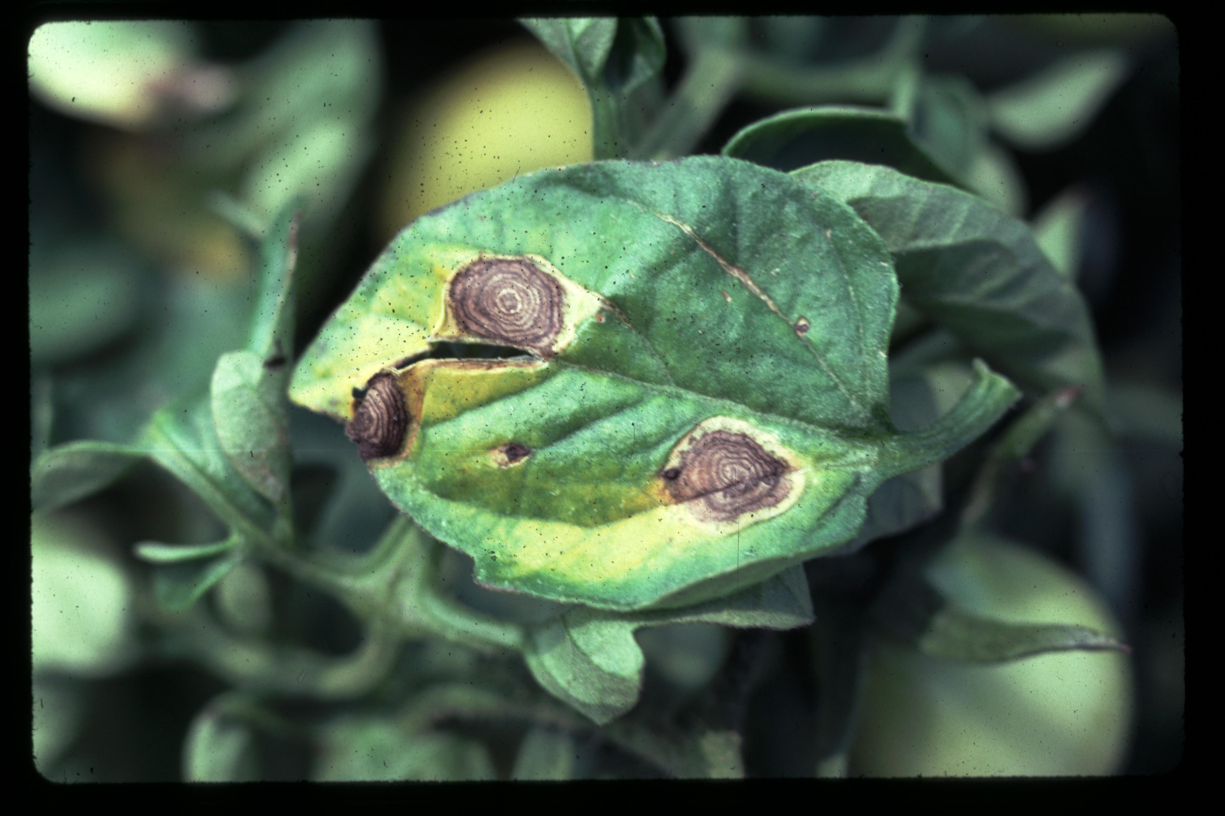 Early blight lesions on tomato foliage