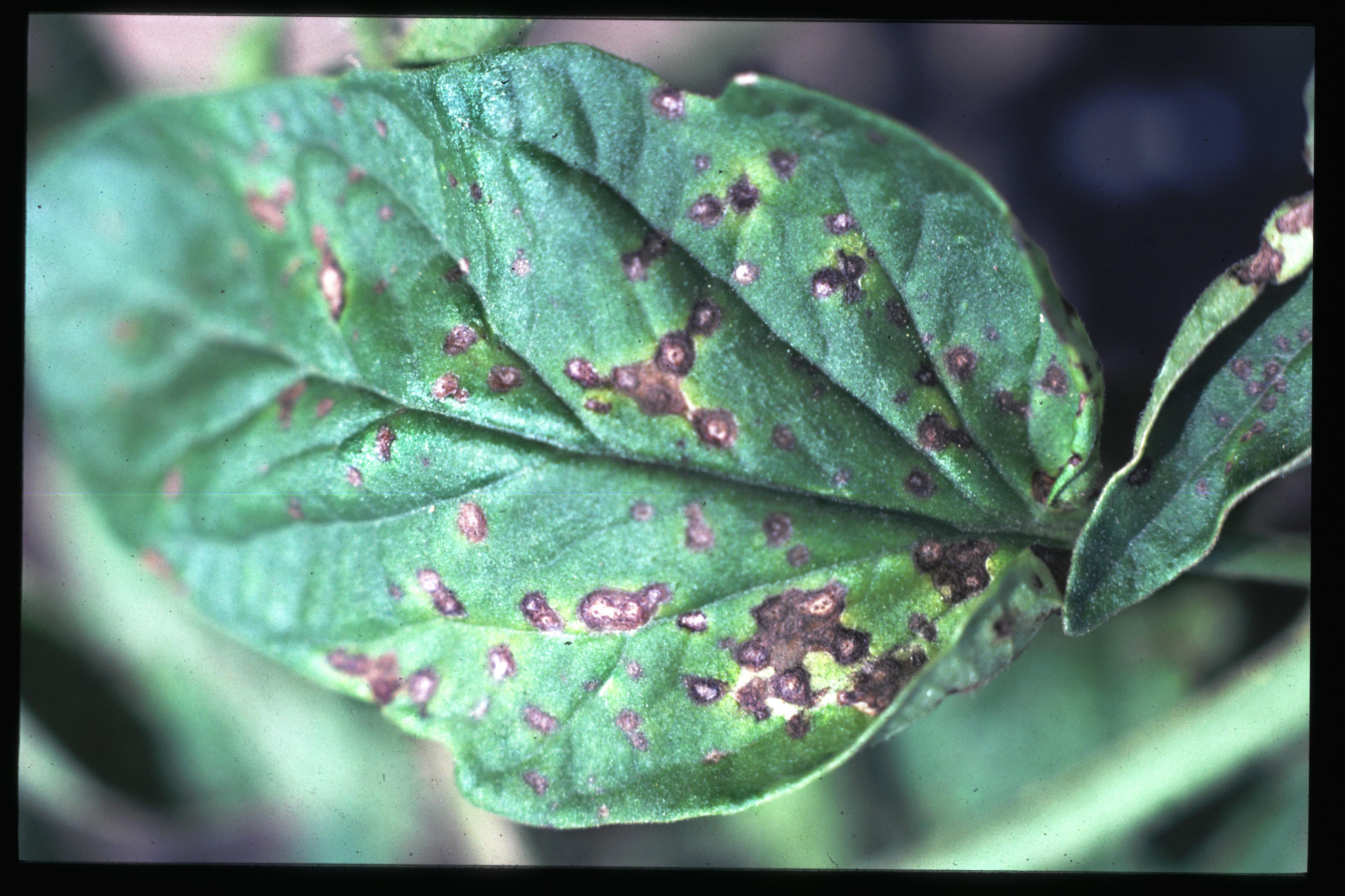 Septoria leaf spot lesions on tomato leaf