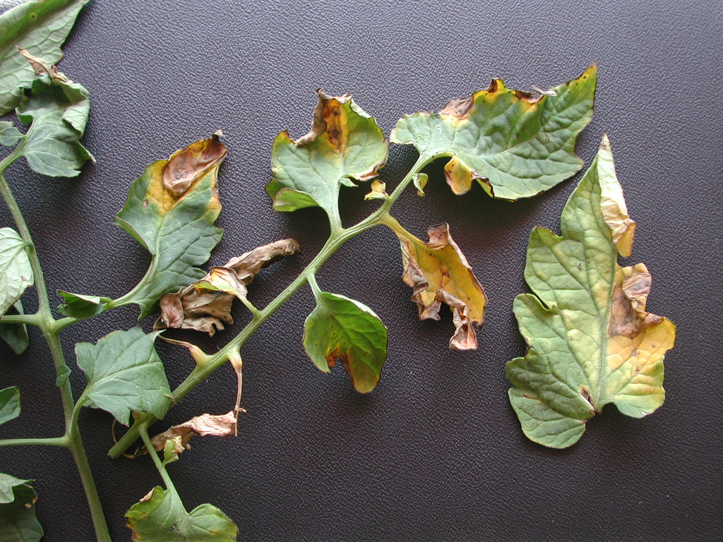 Yellowing and V-shaped lesions of verticillium wilt on tomato leaves