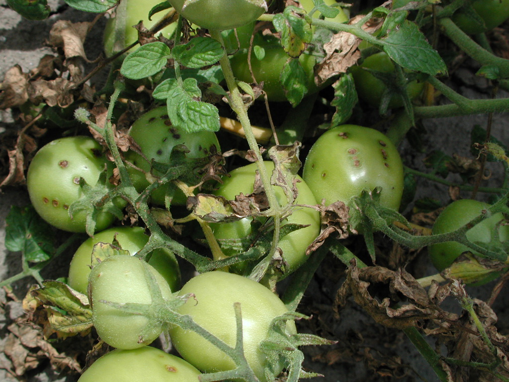 Tomato plant showing defoliation and fruit symptoms due to bacterial spot