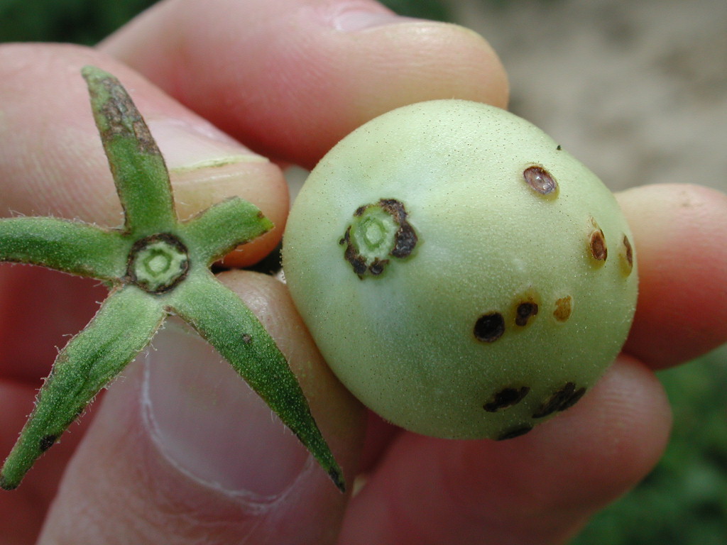 Bacterial spot lesions on tomato fruit and under sepals