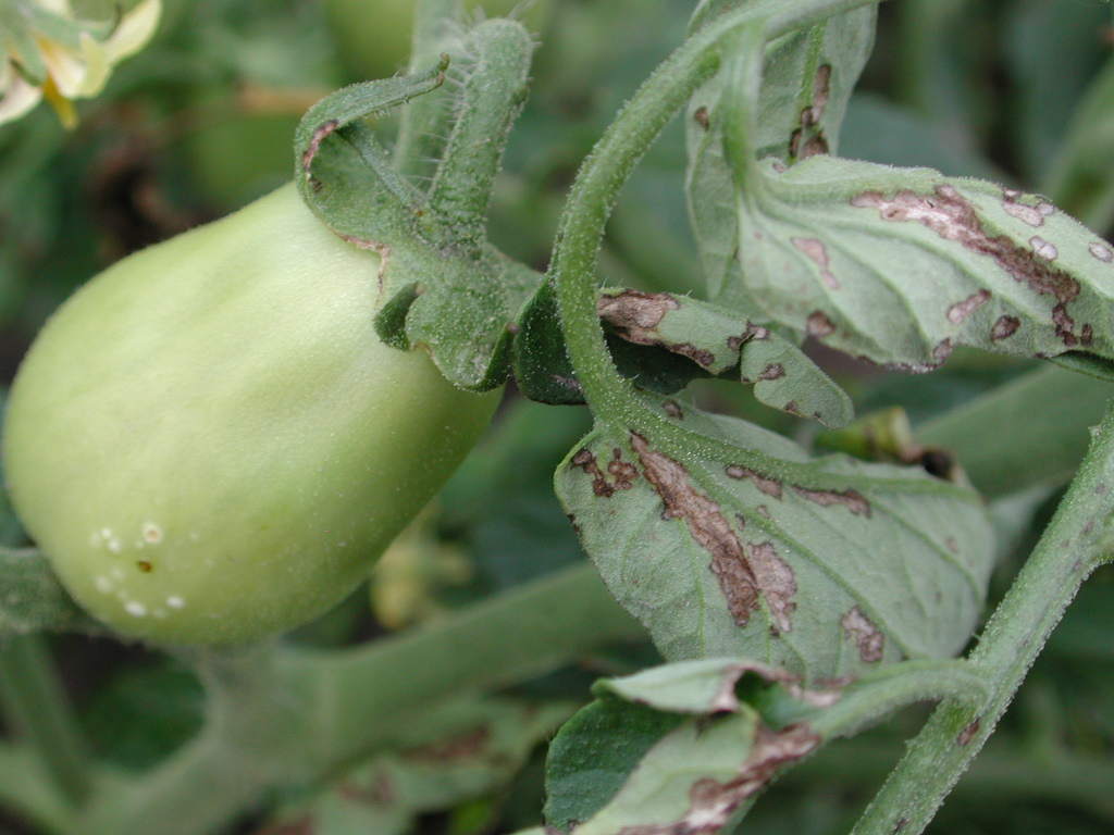 Bacterial spot lesions on foliage and young bacterial spot lesions on fruit. Some bacterial spot lesions initially have a whitish appearance, similar to a bacterial canker lesion.