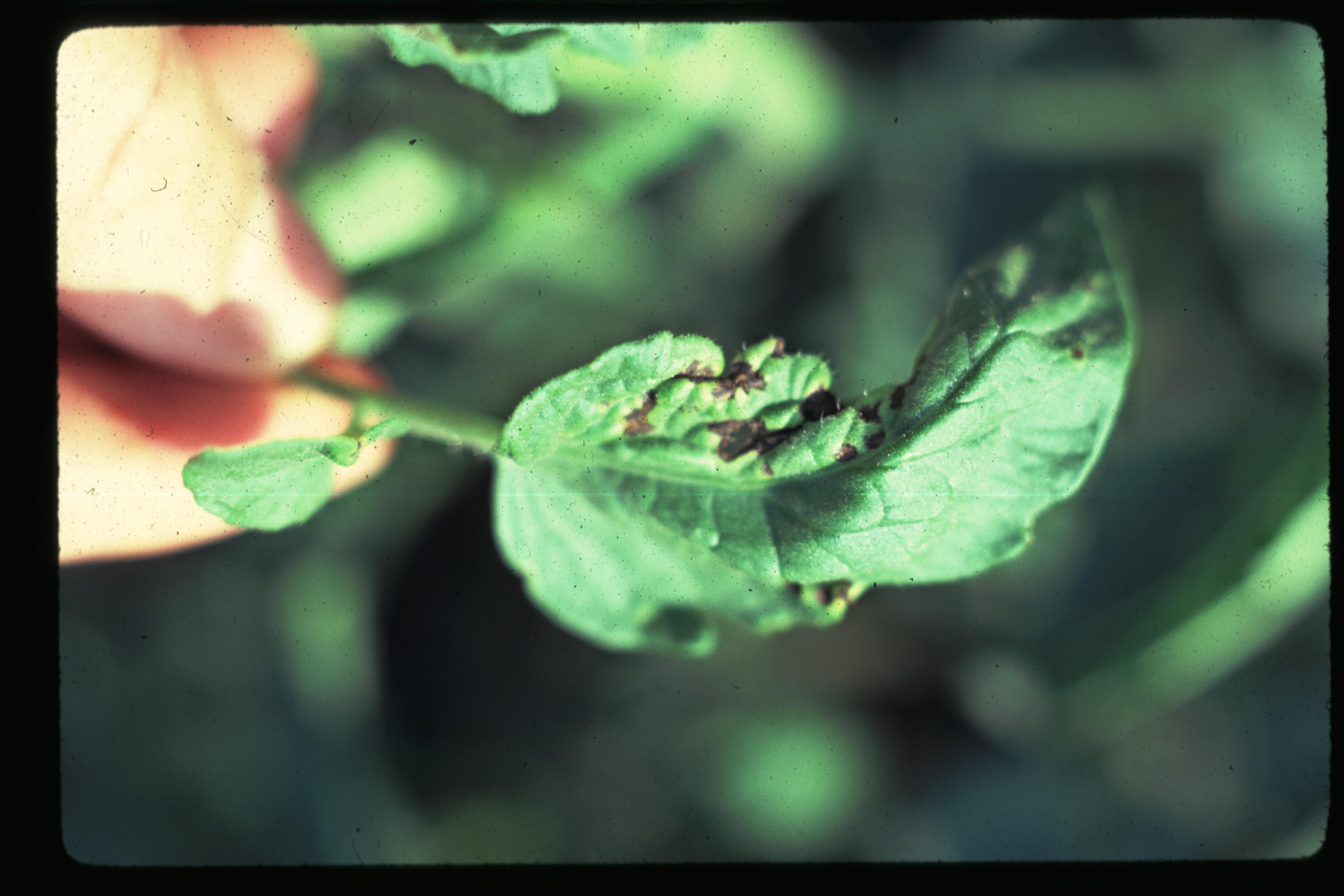 Bacterial speck lesions on tomato leaflet. The lesions caused growth distortions as the leaf expanded