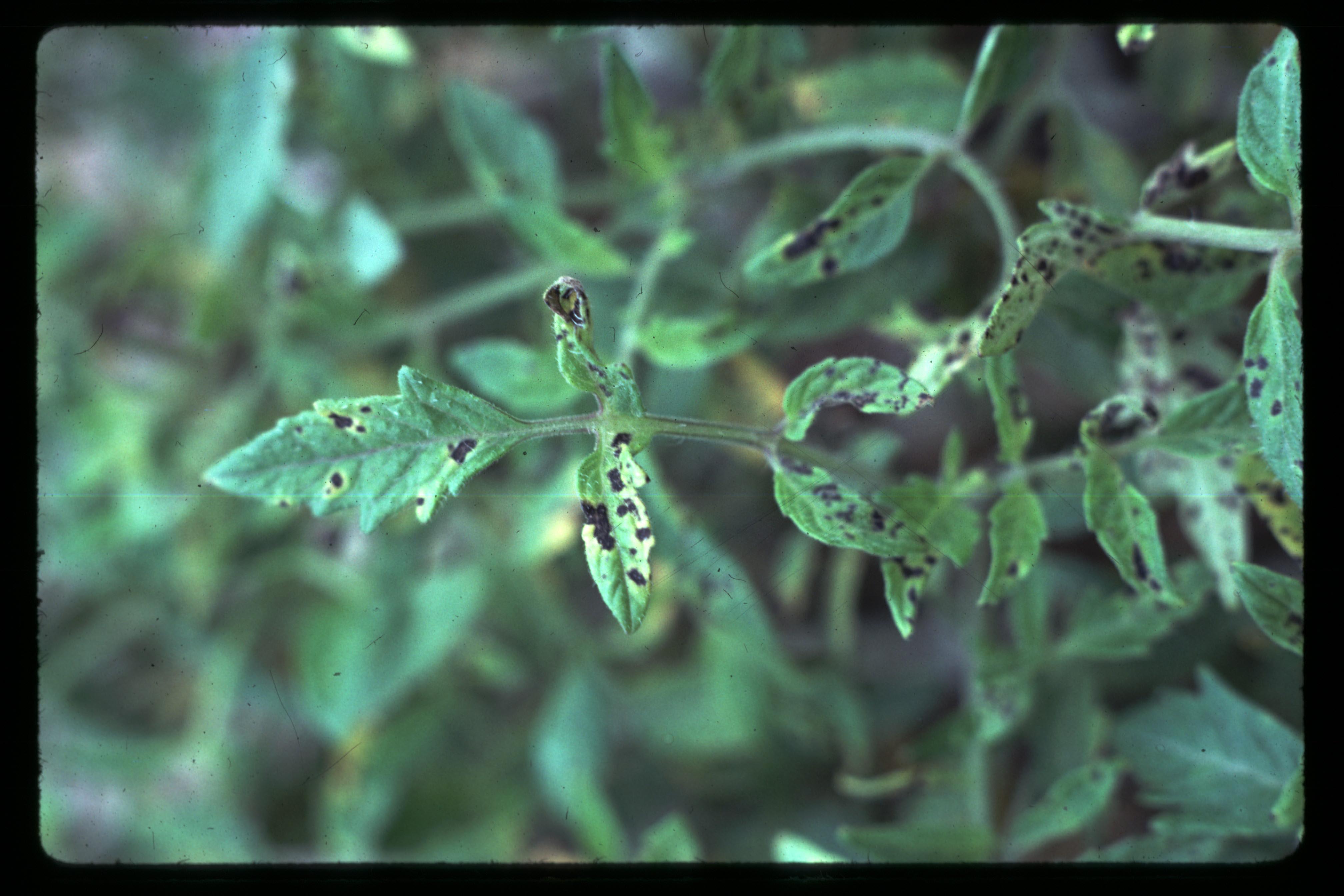 Bacterial speck lesions on tomato leaves