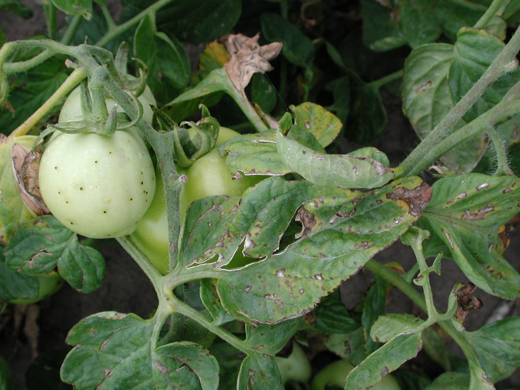 Bacterial speck lesions on tomato and fruit foliage