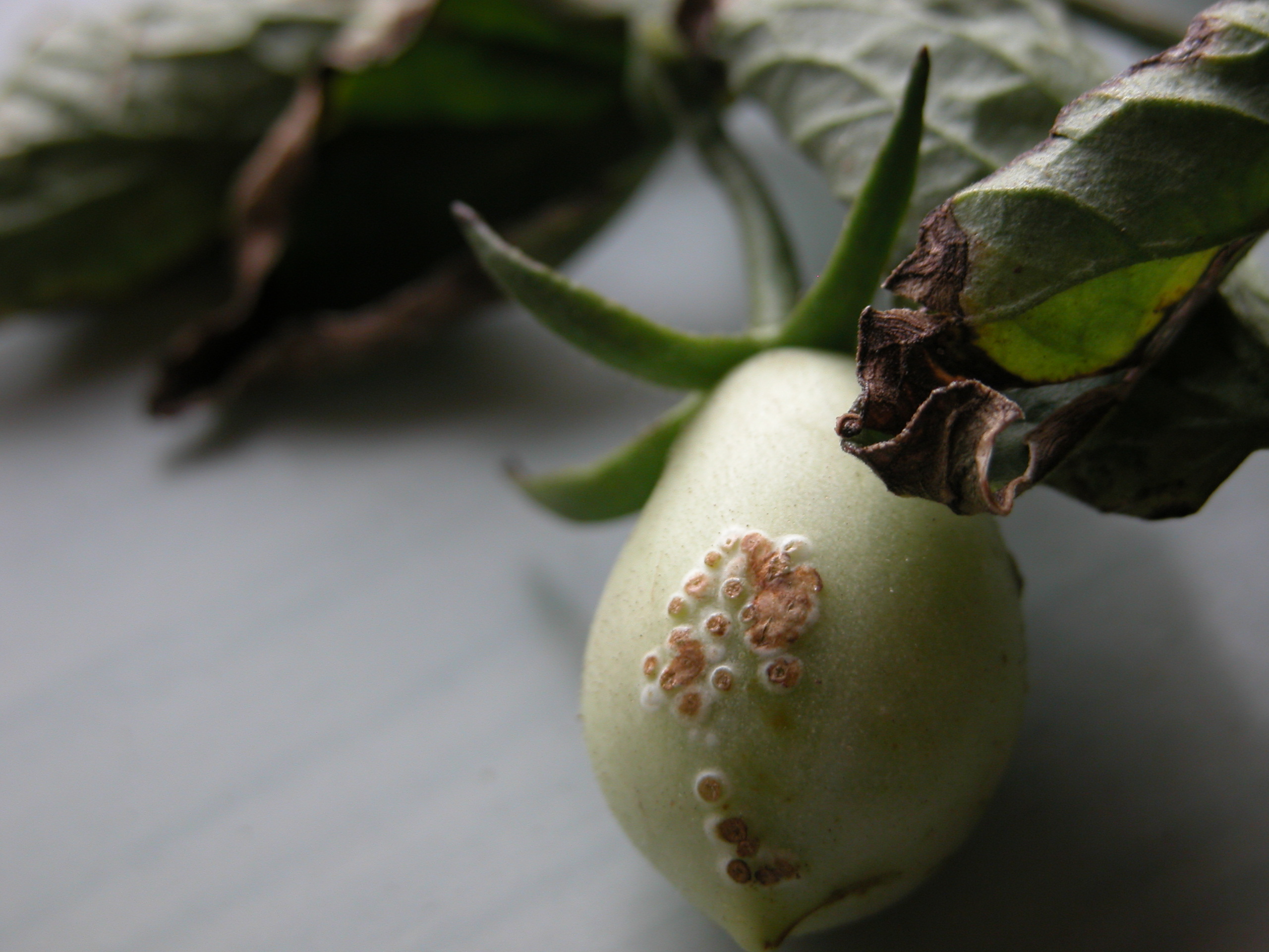 Bacterial canker symptoms on tomato fruit and leaflet, showing distinctive upward curling of leaf edges