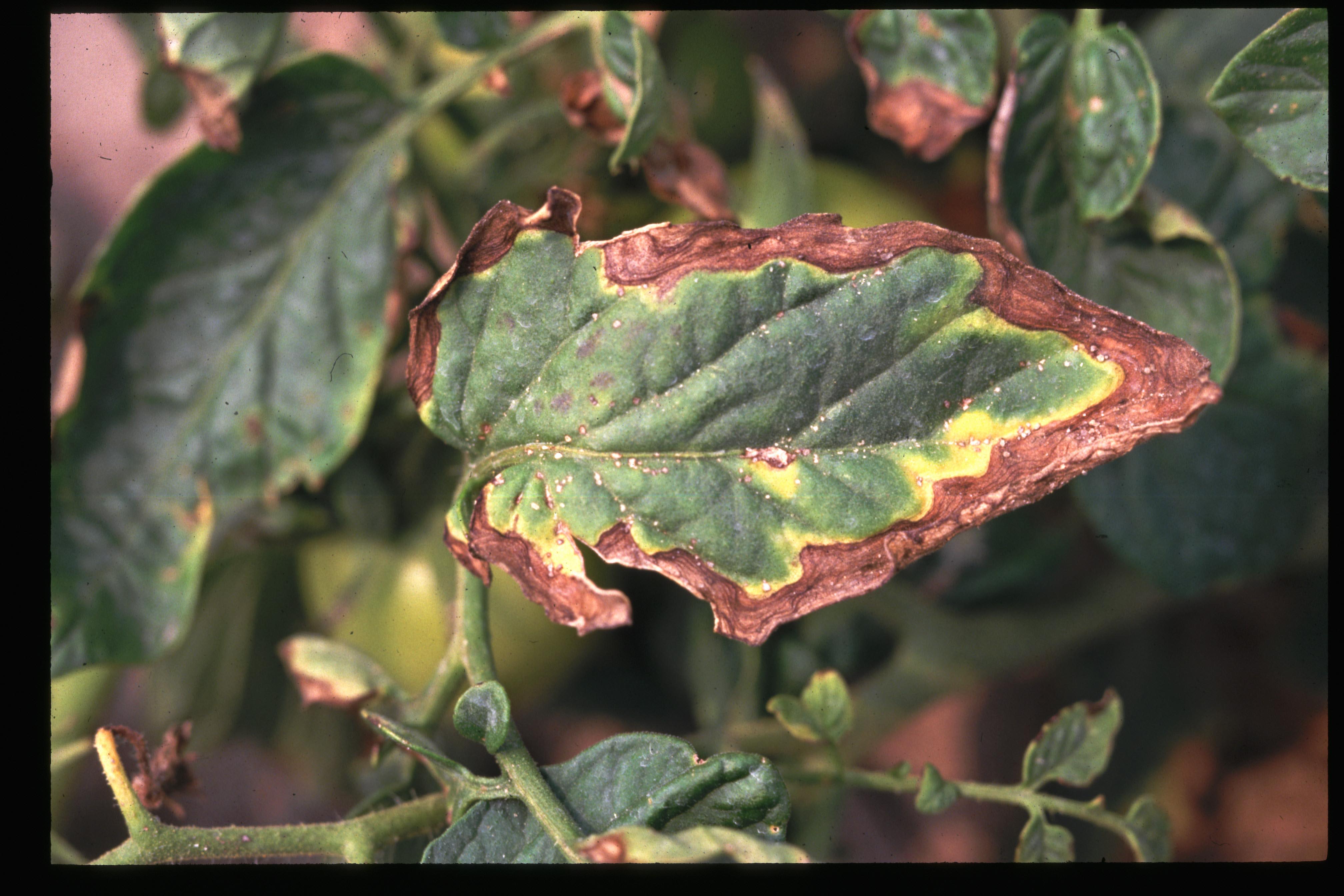 Bacterial canker symptoms on tomato leaflet, showing yellow border between live and dead tissue