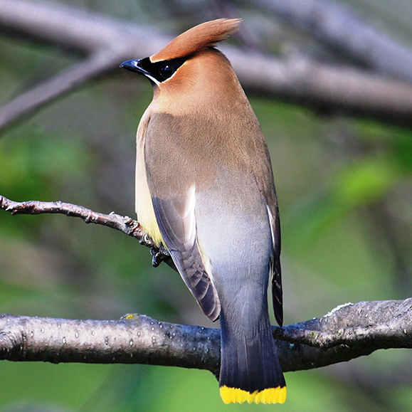 Cedar Waxwing – this photo shows a blue grey bird perched on a tree branch