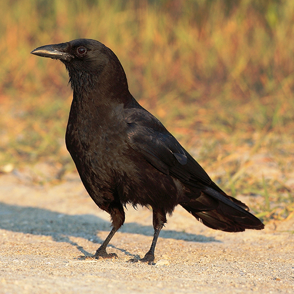 Corneille – Cette photo illustre un oiseau noir au sol