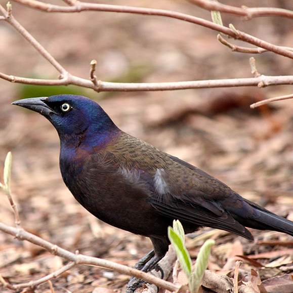 Quiscale – Cette photo illustre un oiseau brun-noir au sol