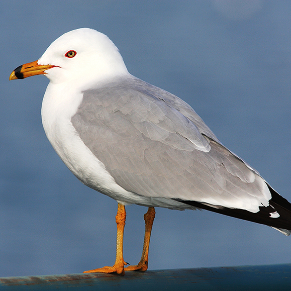 Mouette – Cette photo illustre un oiseau avec une tête blanche et un corps gris sur un rail