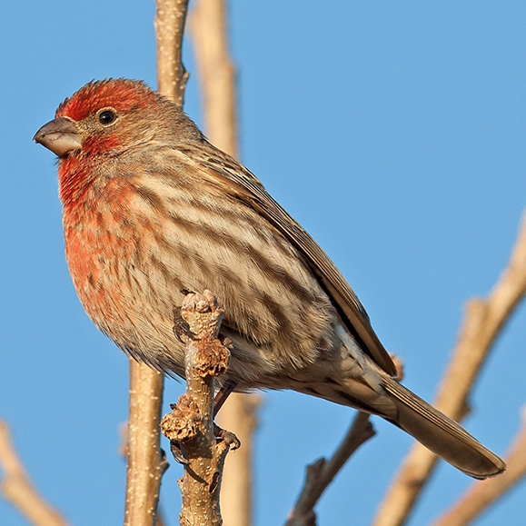 House Finch – this photo shows a bird on a branch with reddish brown feathering