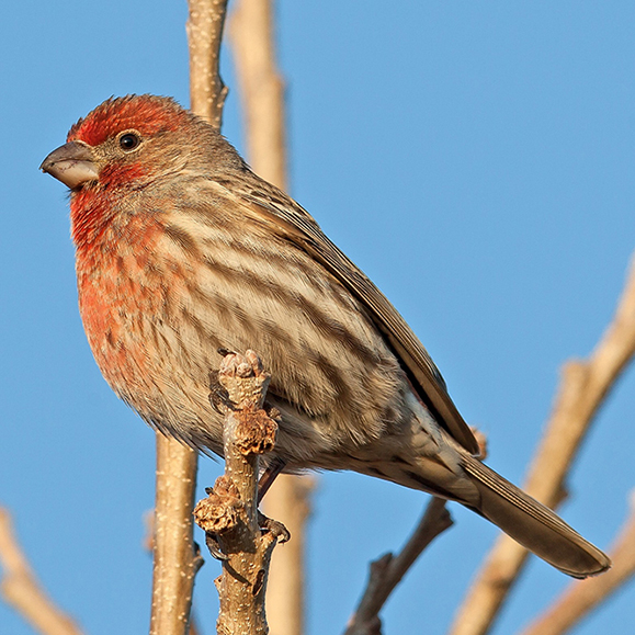 Roselin familier – Cette photo illustre un oiseau sur une branche avec un plumage brun rougeâtre