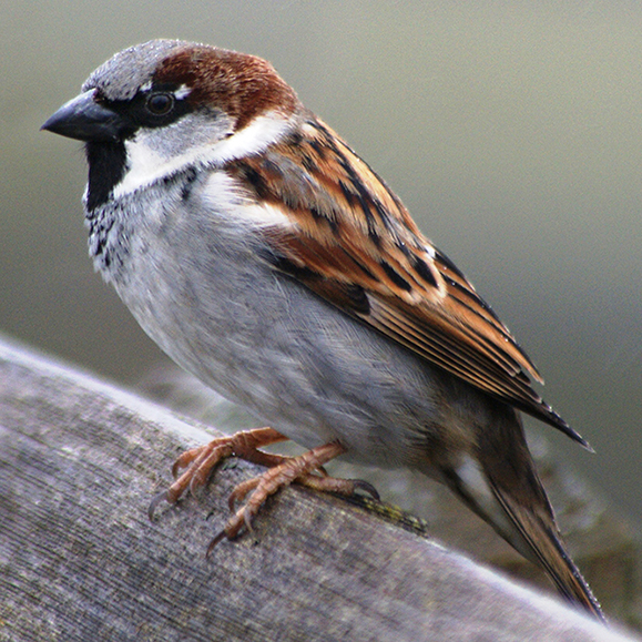House Sparrow – this photo shows a bird perched on a fence rail that has brown, grey and white markings