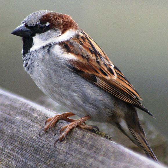 Bird control in horticultural crops | ontario.ca