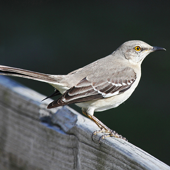 Mockingbird – this photo shows a grey and brown coloured bird perched on a piece of wood